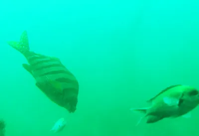 水中360度カメラの映像